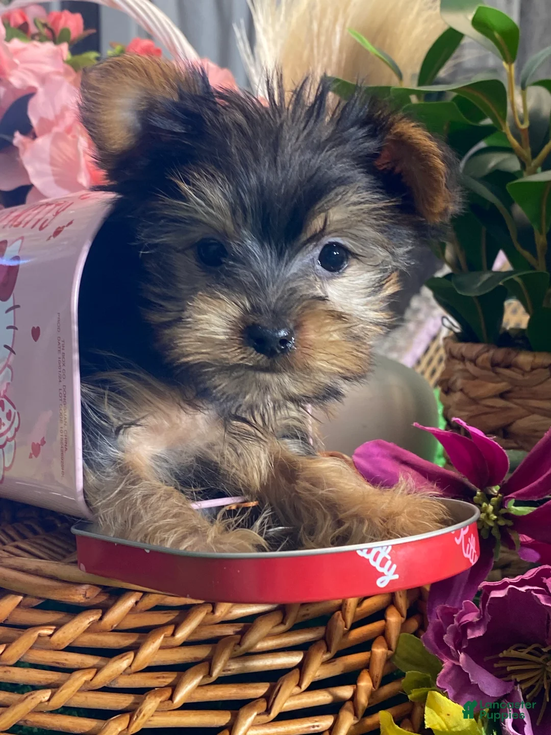 Yorkshire Terrier dogs for sale: Yo-yo  - Ad 2