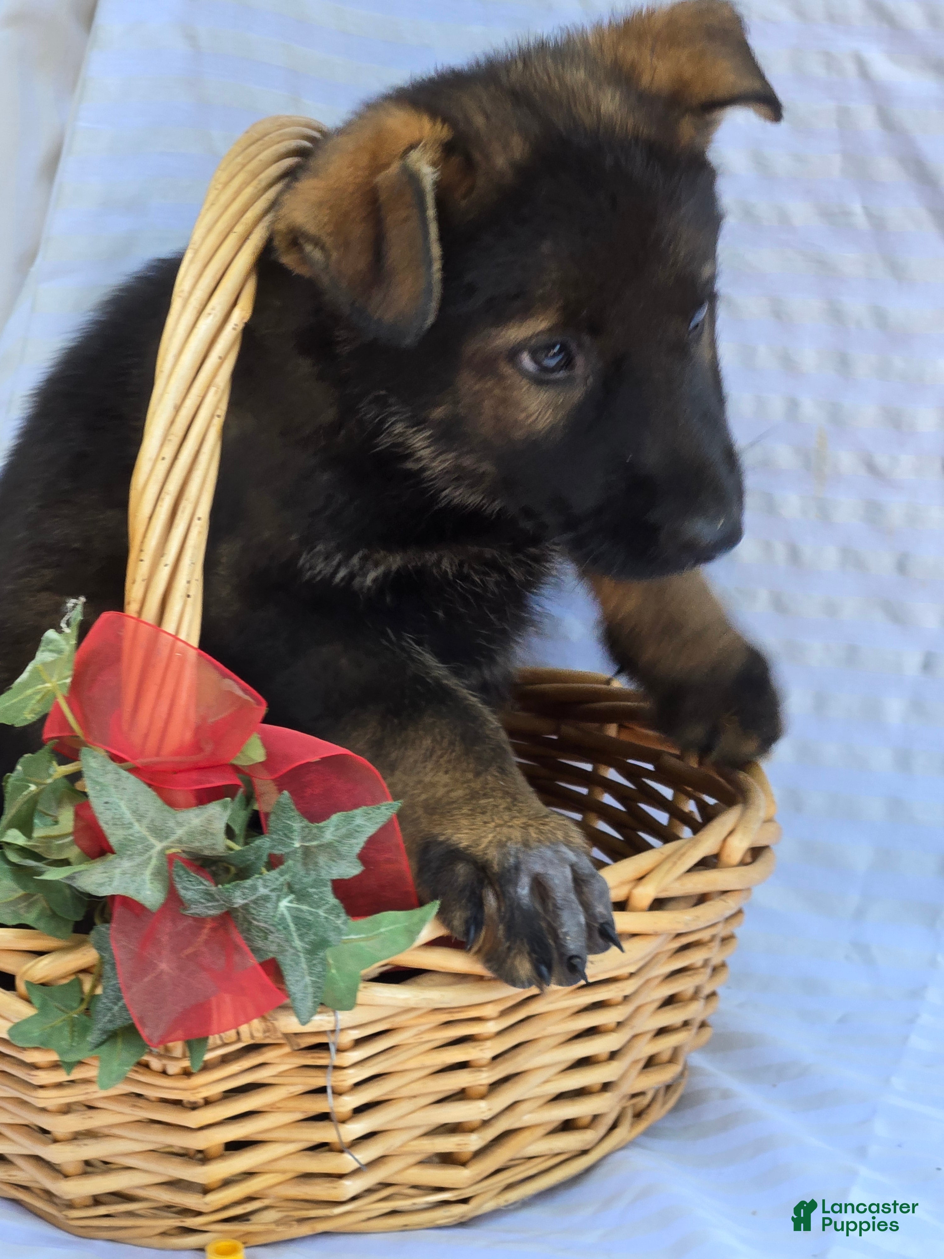German Shepherd dogs for sale: German Shepherd 6 - Ad 4