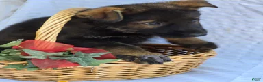 German Shepherd 6