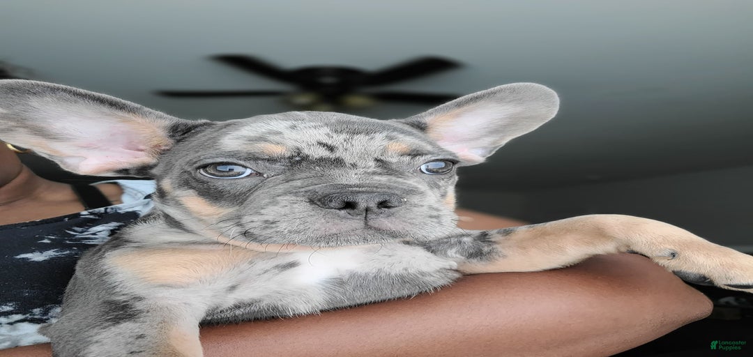 Gallery Image {{count}}