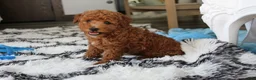 Bichpoo dogs for sale: Jenson - Ad 10