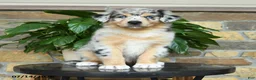 Australian Shepherd dogs for sale: Macy - Ad 5
