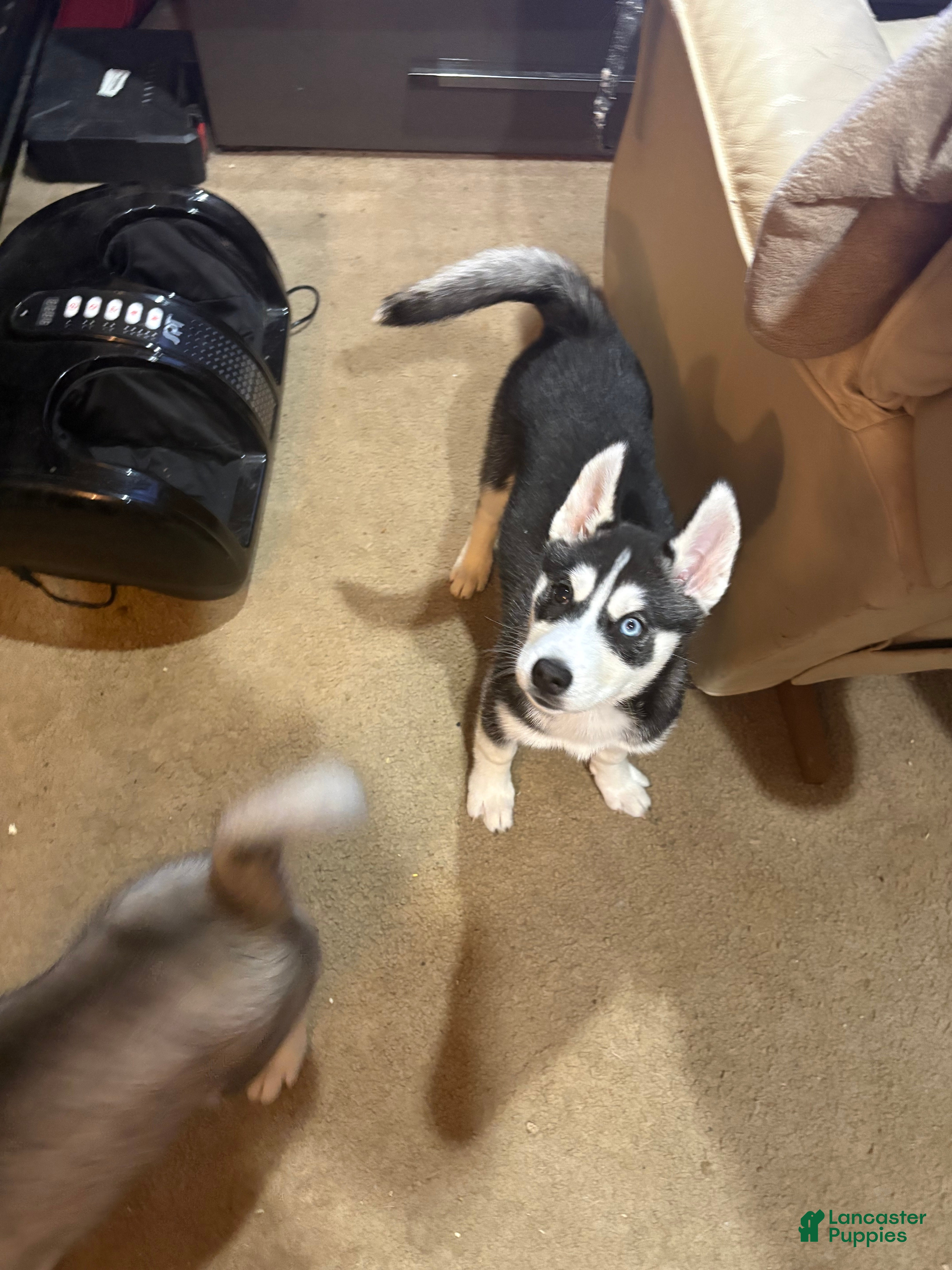 Siberian Husky dogs Luna - Ad 2