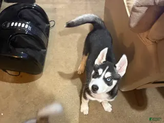 Siberian Husky dogs Luna - Ad 20