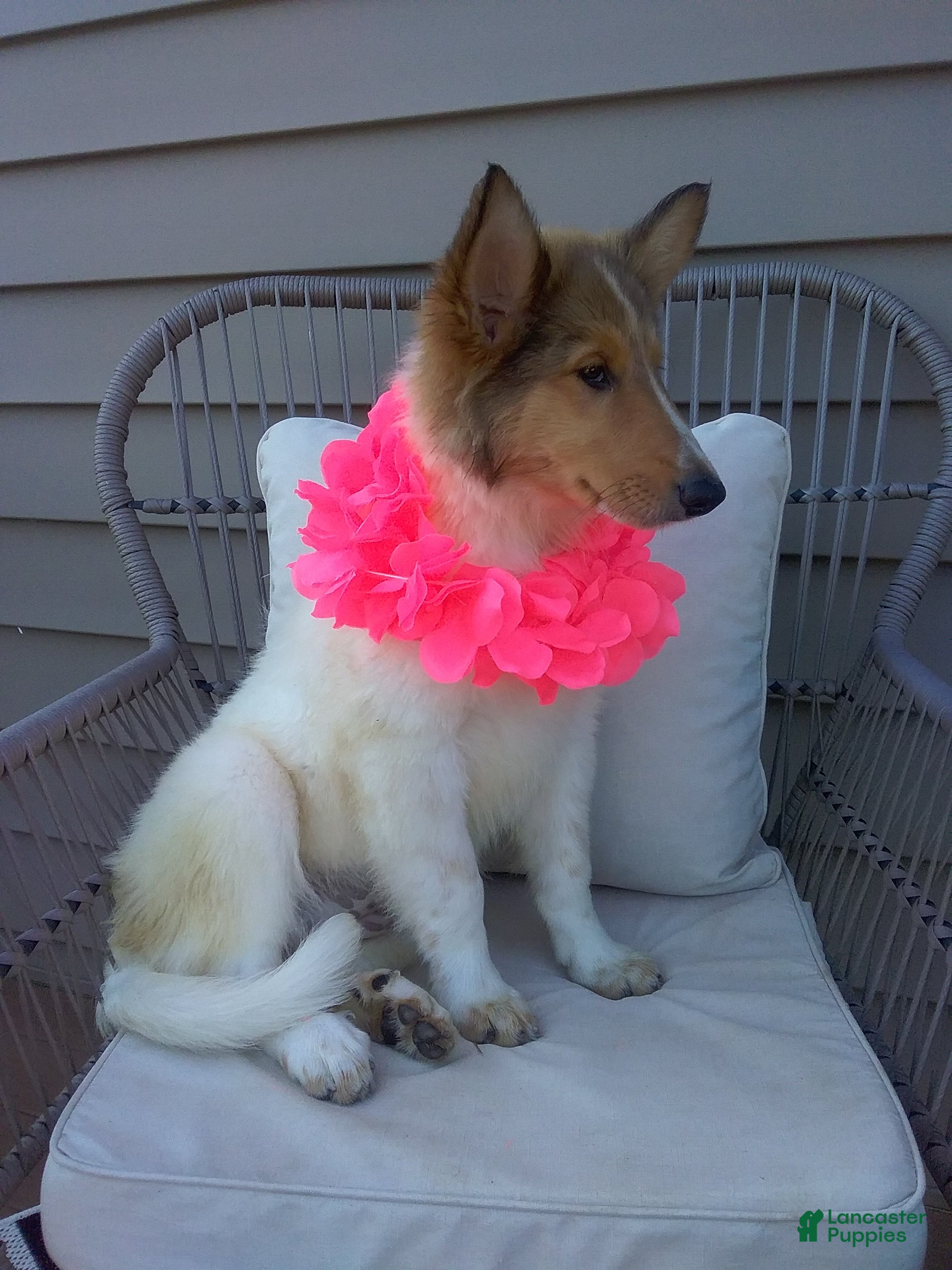 Collie dogs Molly - Ad 1