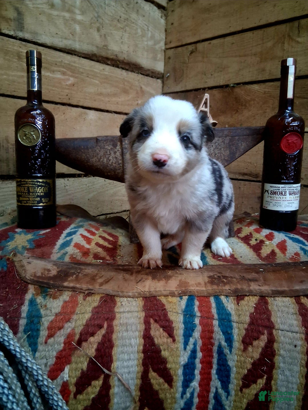 Border Collie dogs for sale: Border Collie Puppy 3 - Ad 1