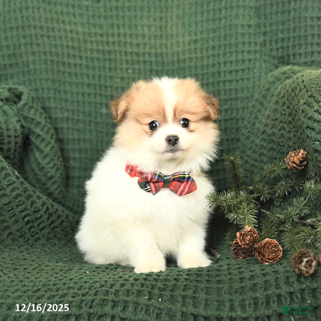 Pomeranian dogs for sale: Balto - Ad 4