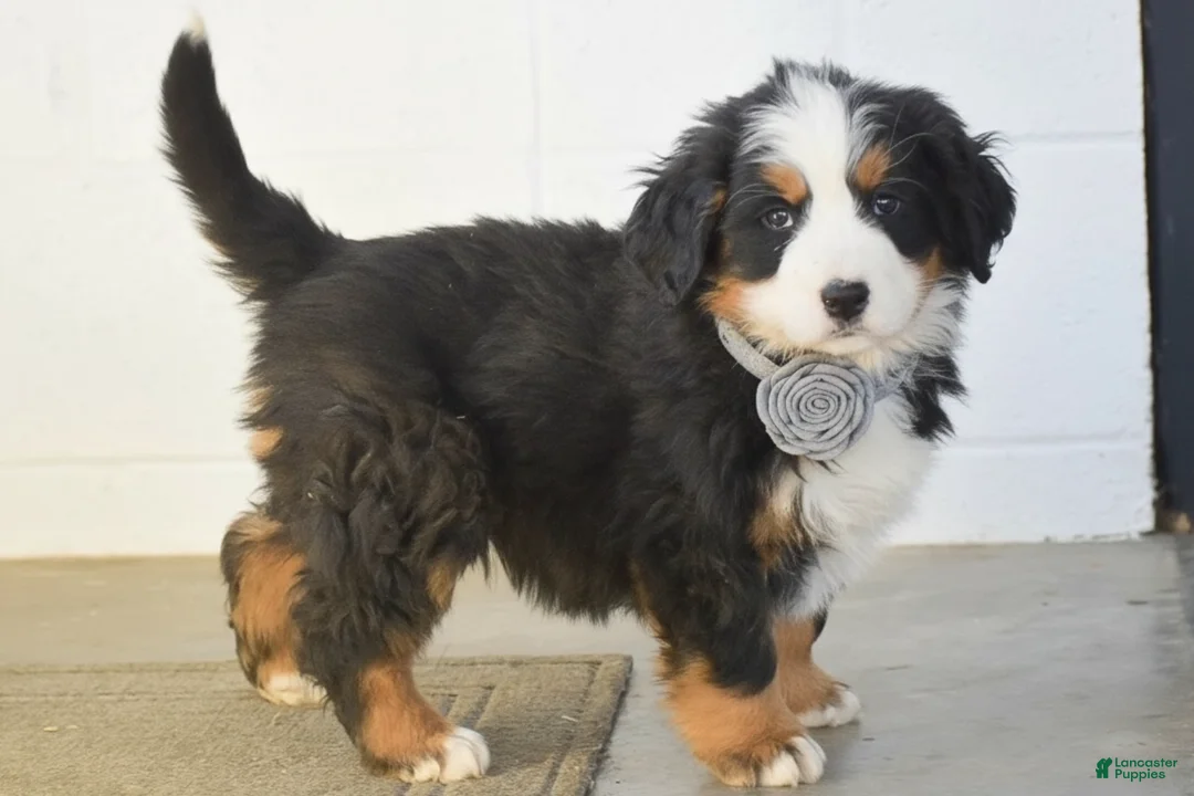 Bernese Mountain Dog dogs for sale: Gina - Ad 2