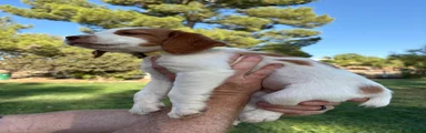 Brittany Spaniel 1