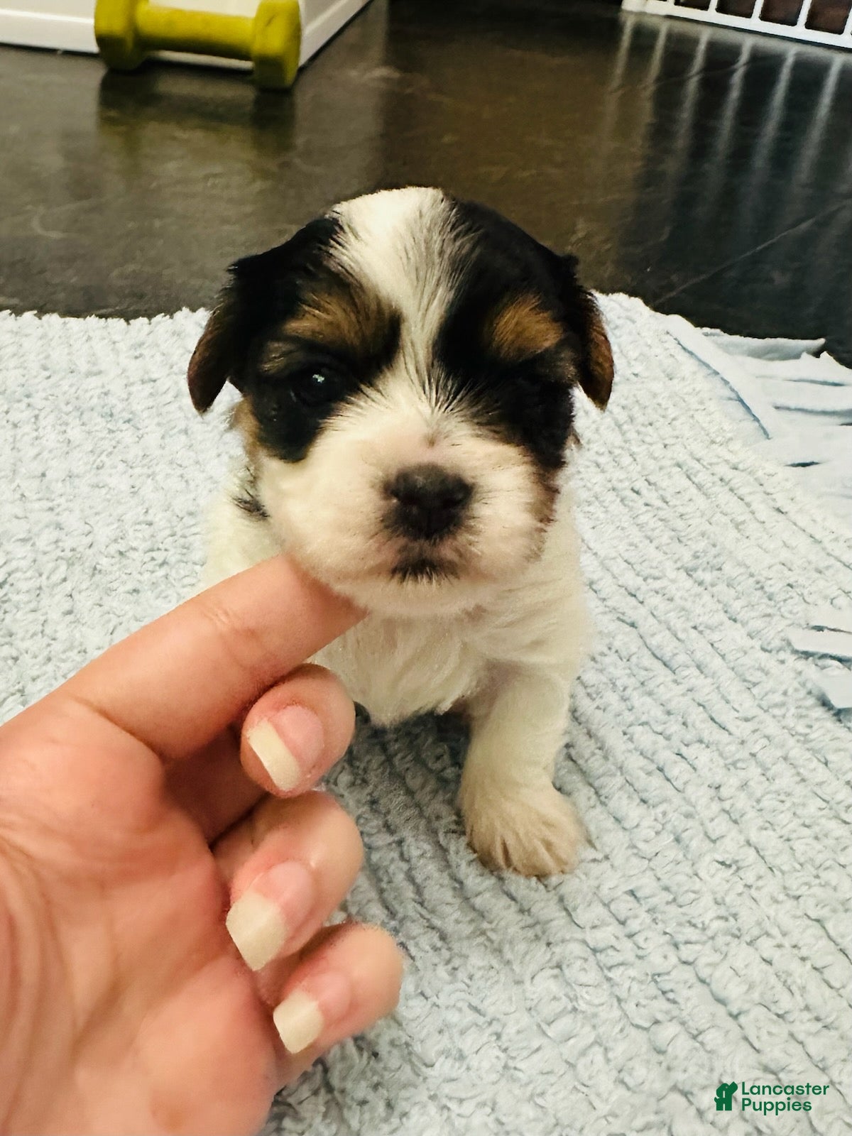Mixed Breed dogs Boy 3 - Ad 1