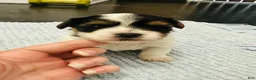 Mixed Breed dogs for sale: Boy 3 - Ad 1