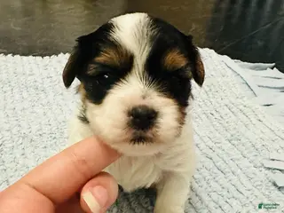 Mixed Breed dogs for sale: Boy 3 - Ad 1