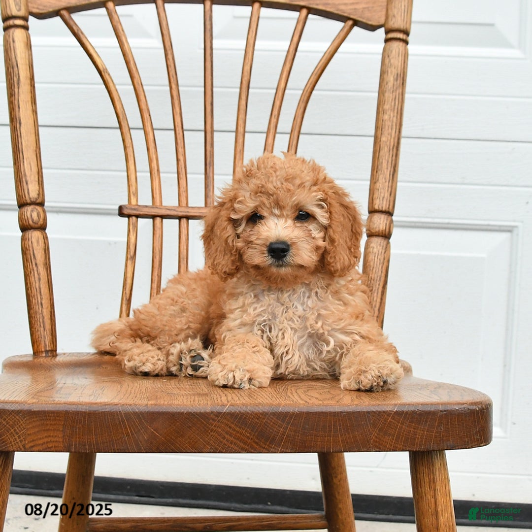 Cockapoo dogs for sale: Faith - Ad 17