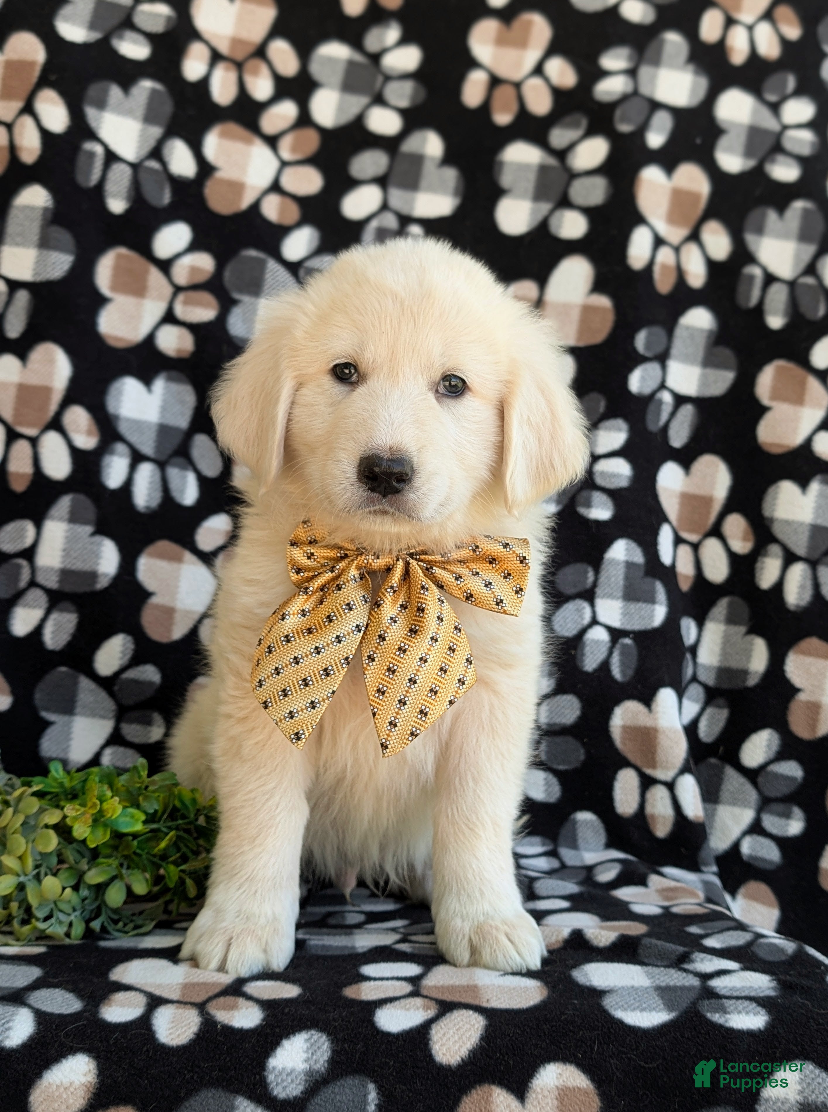 Mixed Breed dogs Monte - Ad 2