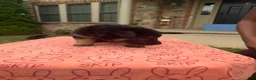 German Shepherd dogs for sale: Princesa  - Ad 2