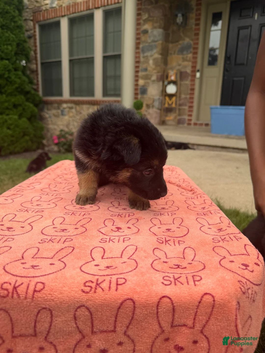 German Shepherd dogs for sale: Princesa  - Ad 2