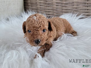 Maltipoo dogs - Ad 31