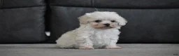 Maltipoo dogs for sale: Archie - Ad 11