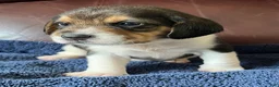 Beagle dogs for sale: Beagle 1 - Ad 10