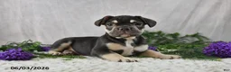 French Bulldog dogs for sale: Henrick - Ad 3