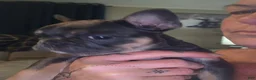 French Bulldog dogs for sale: Margo - Ad 9