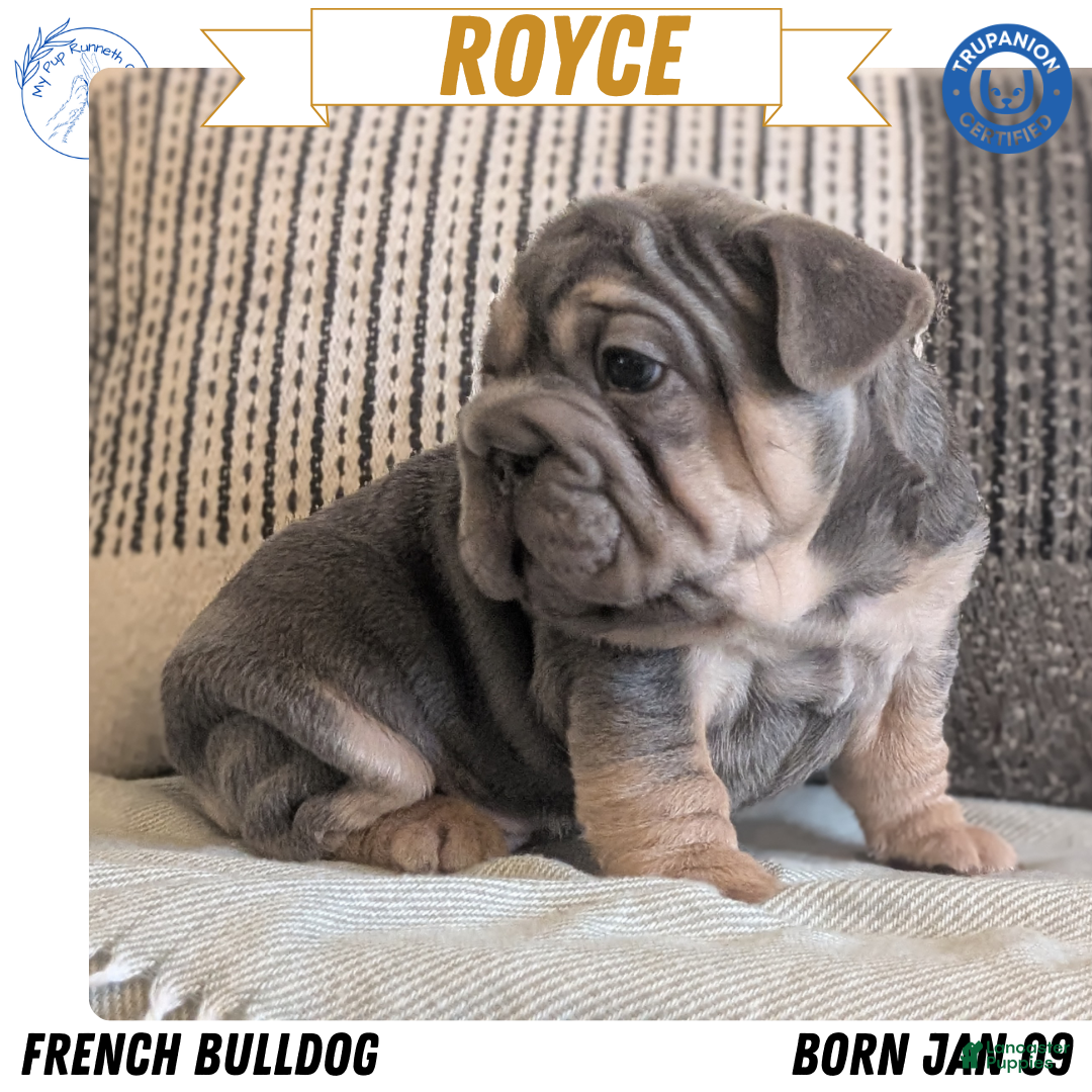 French Bulldog dogs Royce - Ad 1