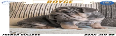 Royce