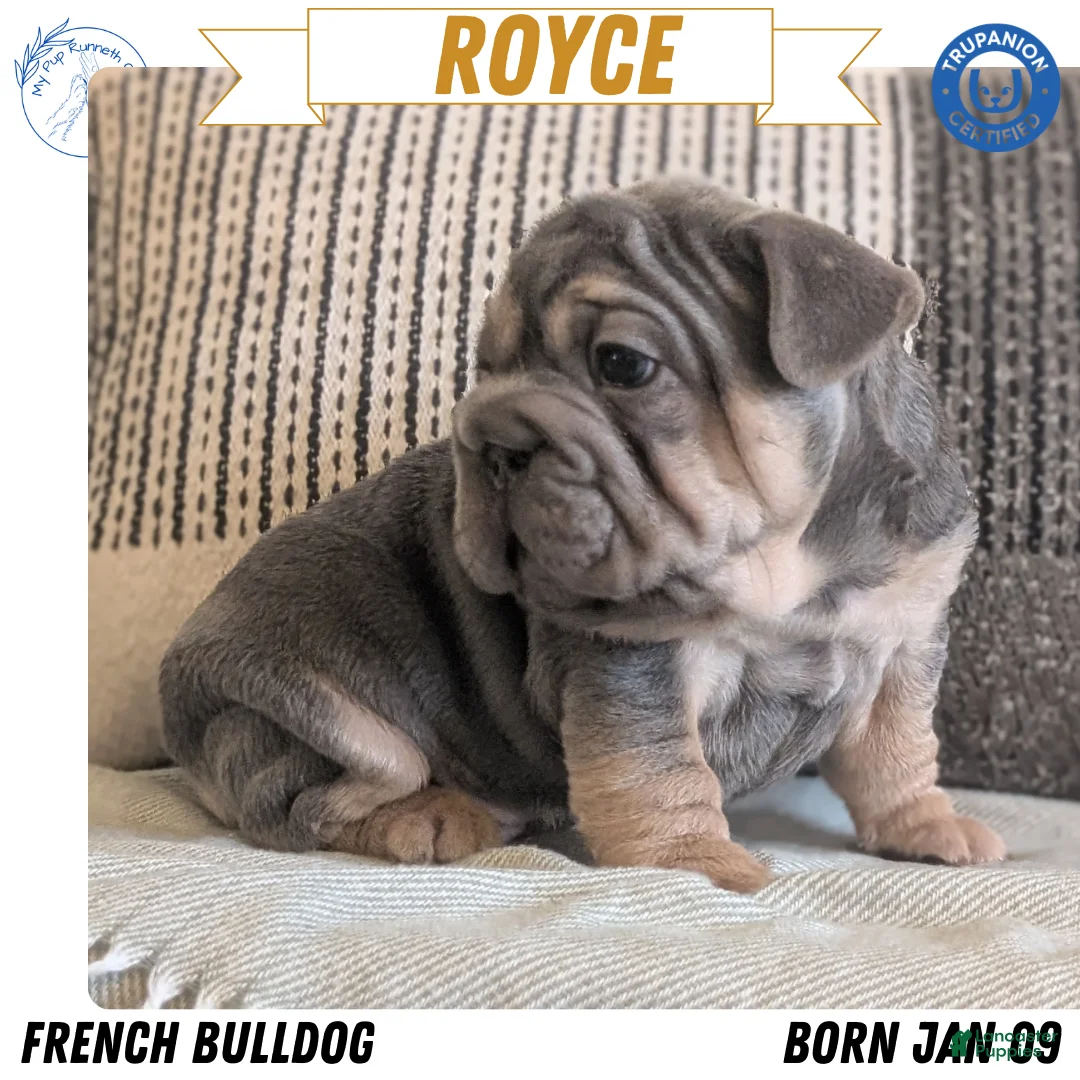 French Bulldog dogs for sale: Royce - Ad 1