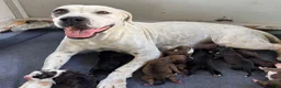 American Bulldog dogs for sale: American Bulldog Male #1 - Ad 4