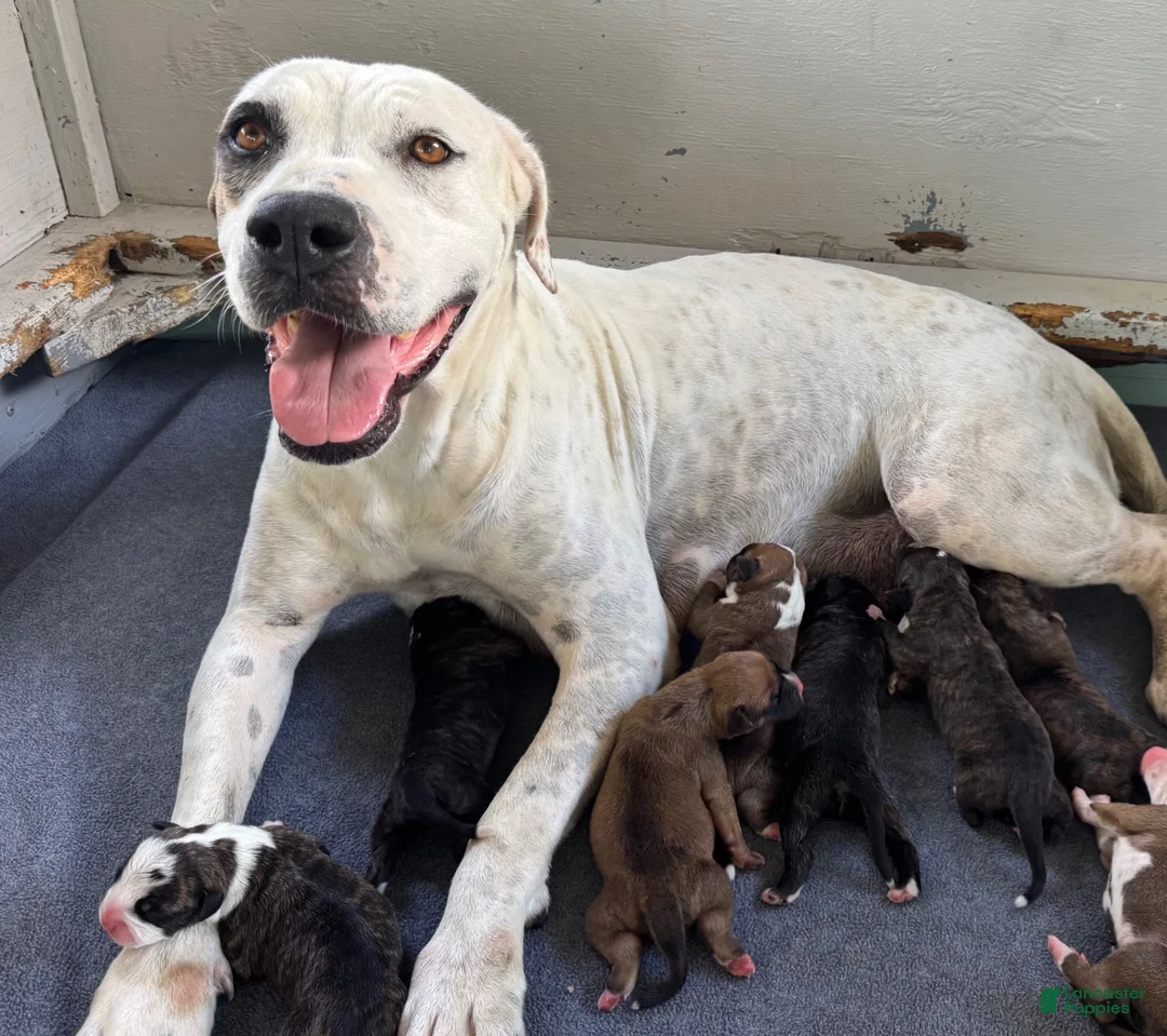 American Bulldog dogs for sale: American Bulldog Male #1 - Ad 4