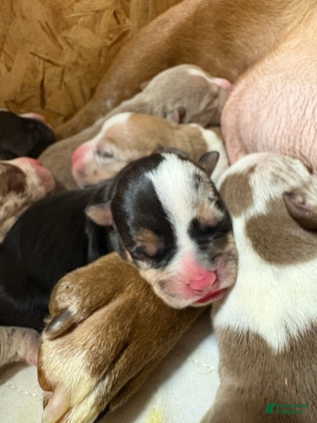 American Bully dogs for sale: Urban - Ad 15