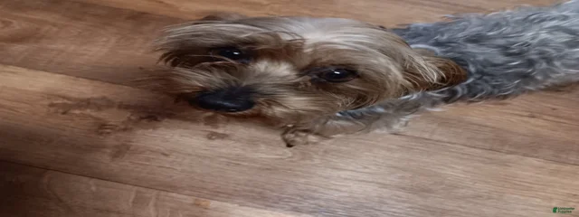 Cookie