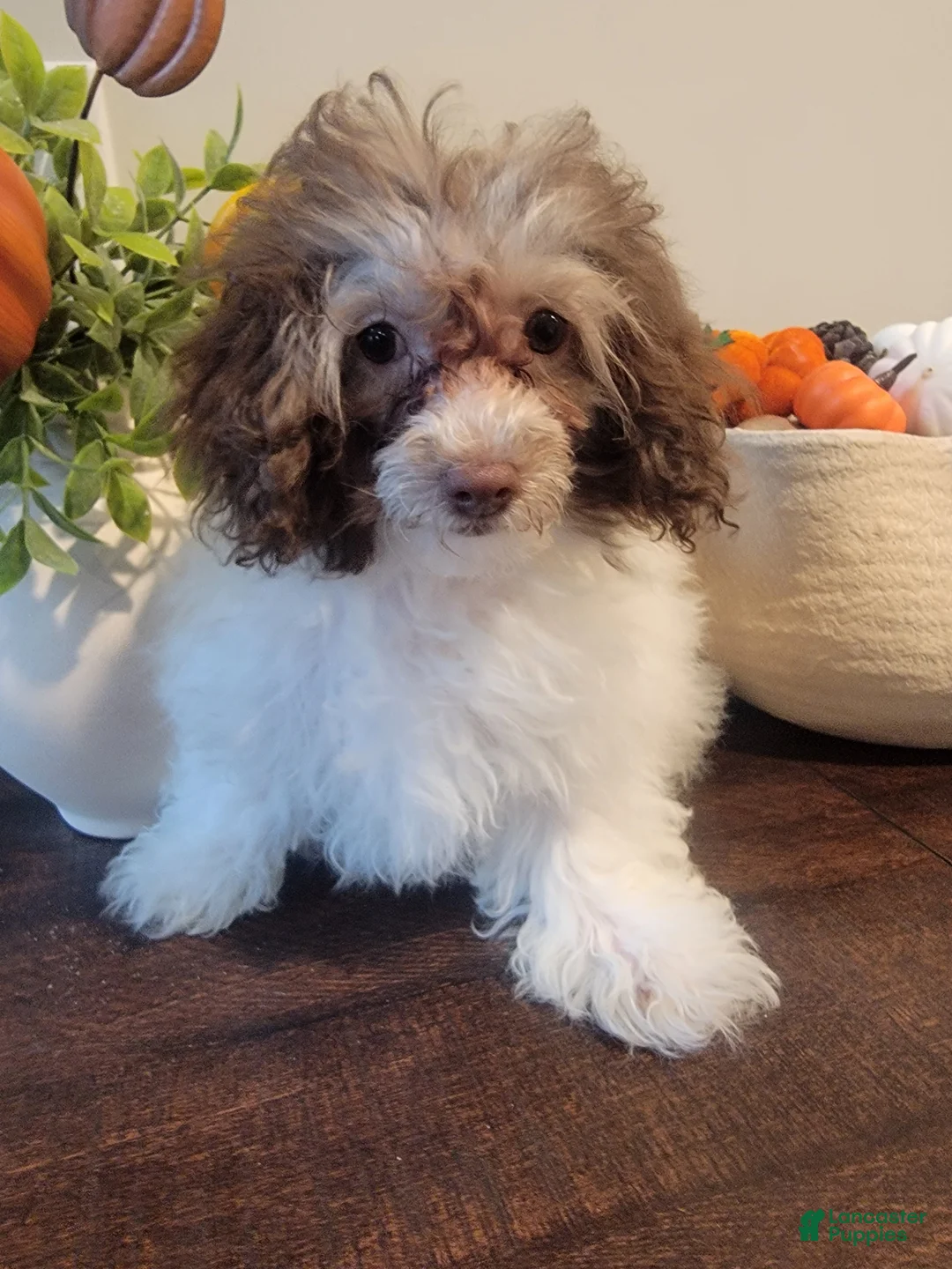 Toy Poodle dogs for sale: Toy Poodle 2 - Ad 5
