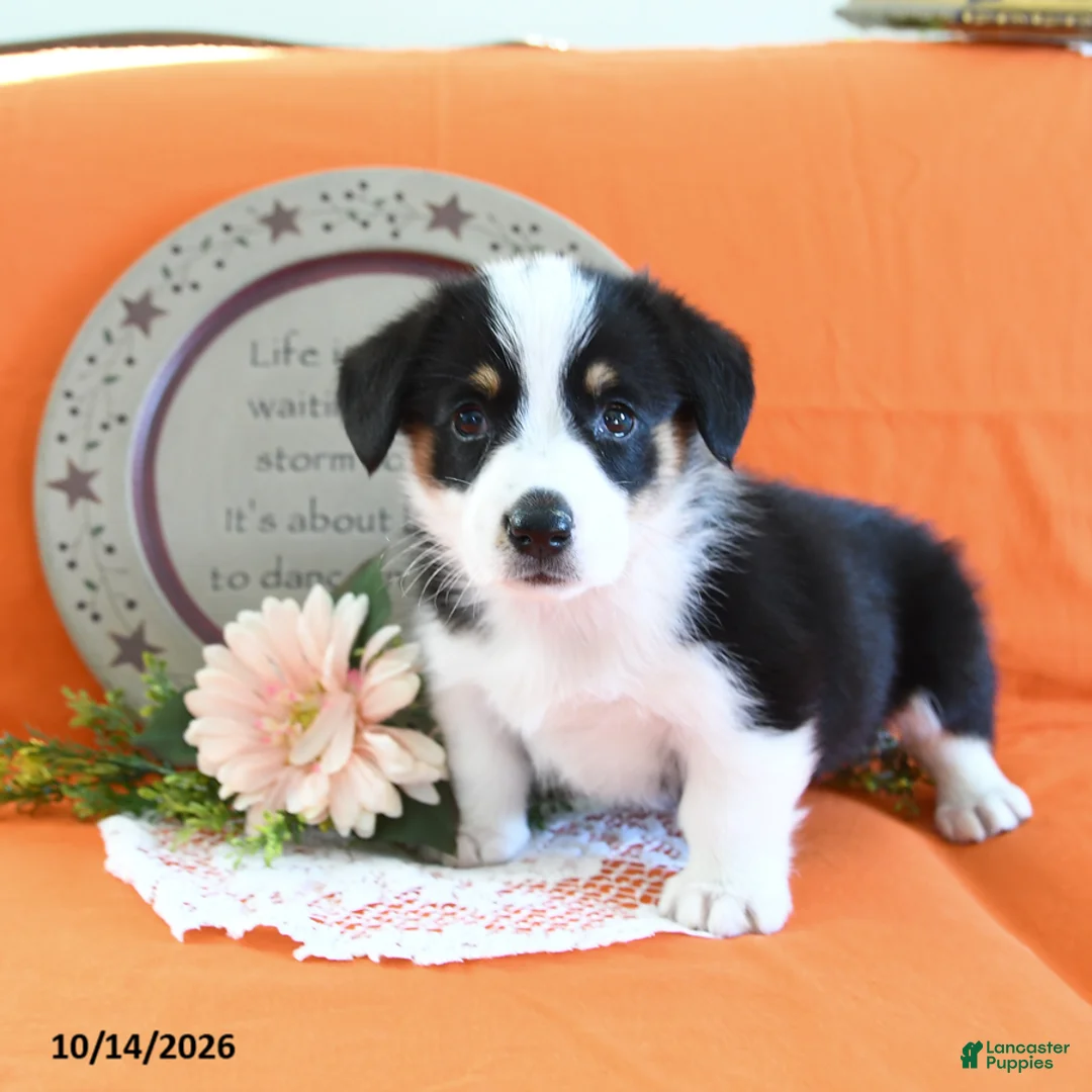 Welsh Corgi Pembroke dogs for sale: Eliza - Ad 2
