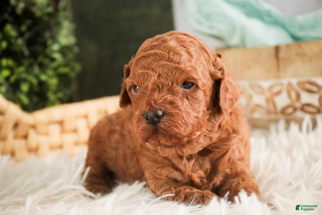 Miniature Poodle dogs for sale: Corbin - Ad 4