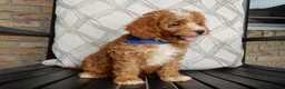 Cavapoo dogs for sale: Boomer - Ad 4