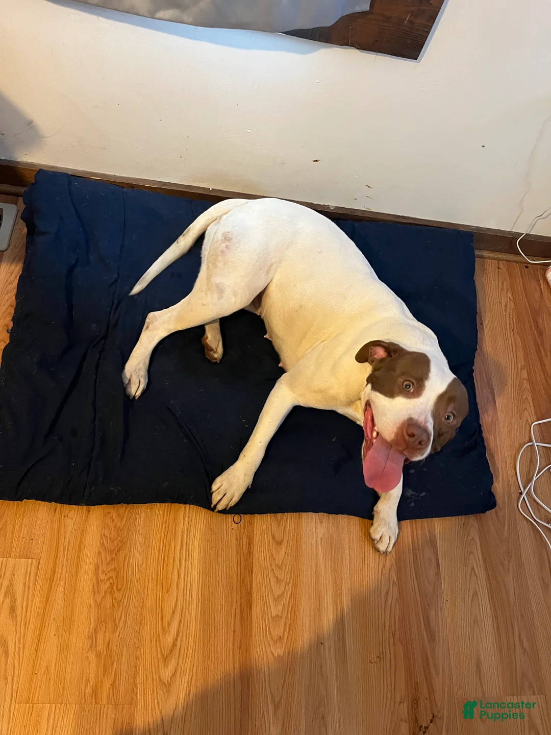 American Bully dogs for sale: American Bully Puppy 3 - Ad 5