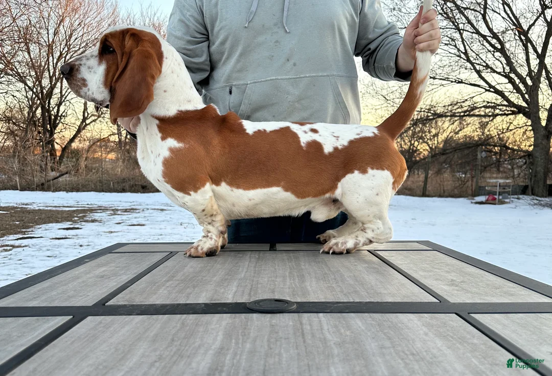 Basset Hound dogs for sale: Boy 3 - Ad 3