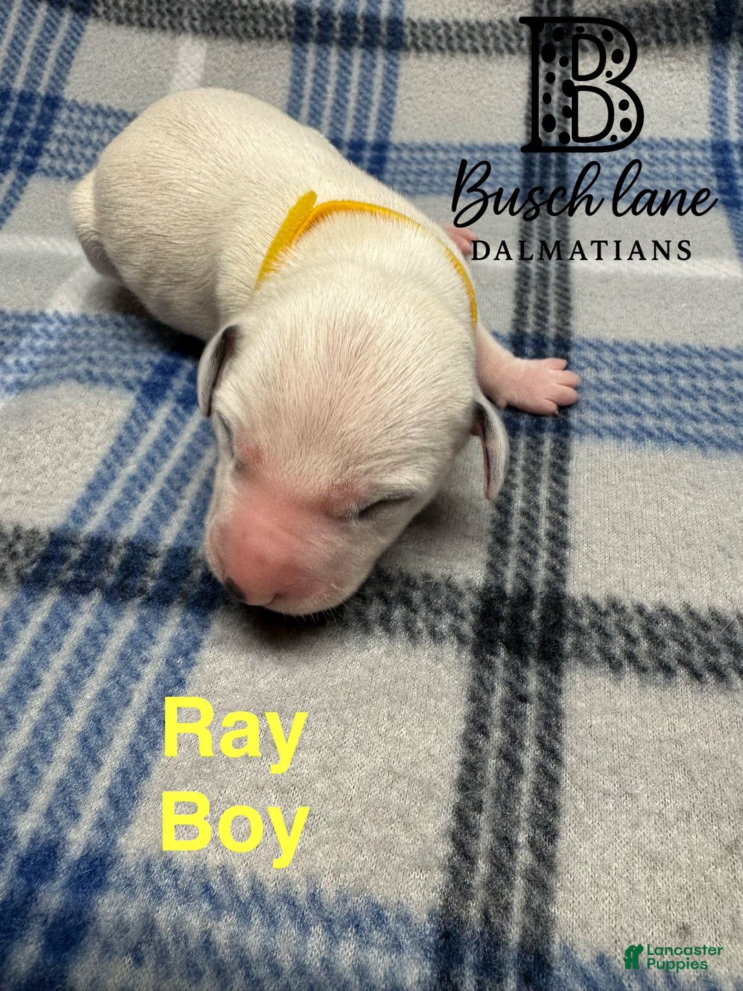 Dalmatian dogs for sale: Ray - Ad 2