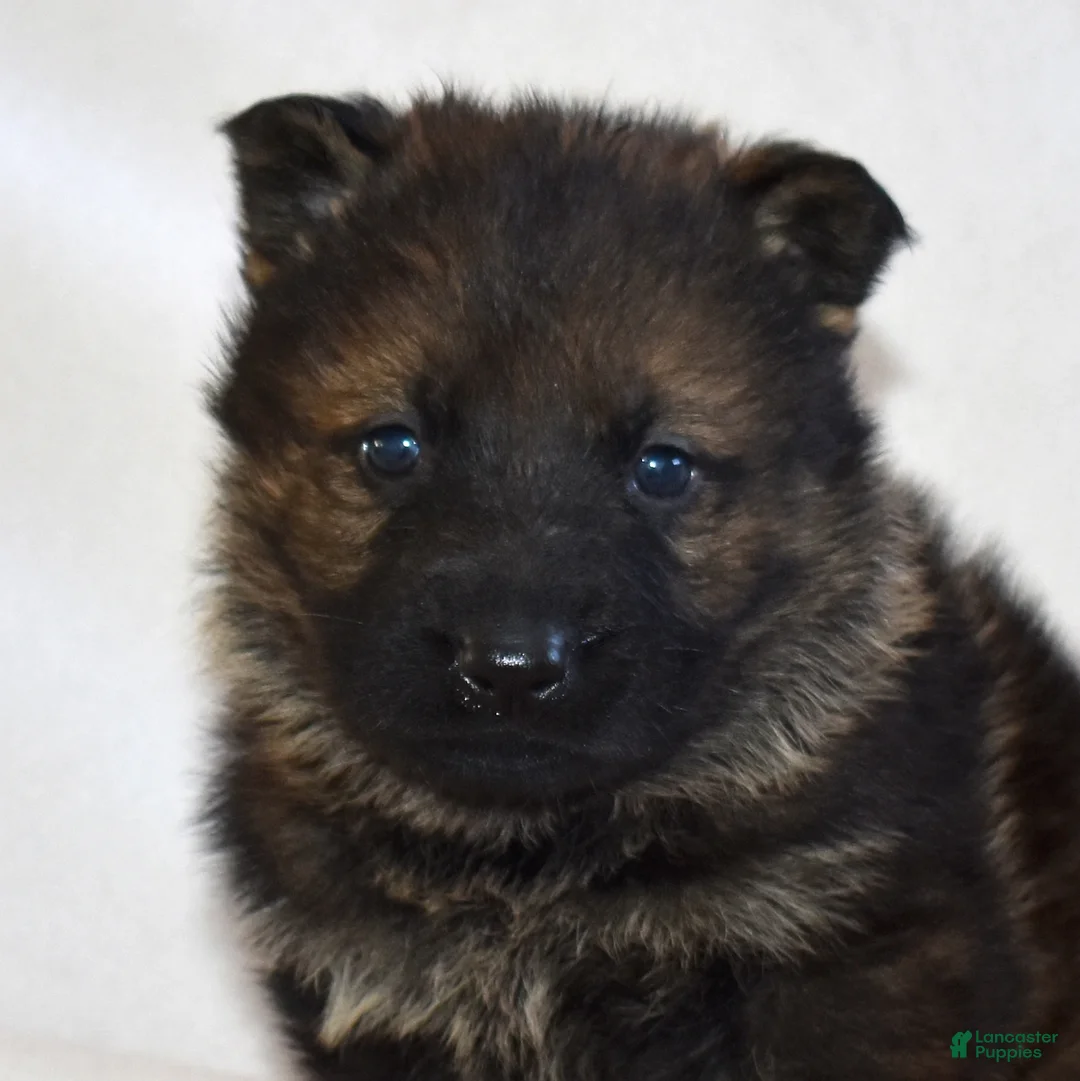 German Shepherd dogs for sale: Summer - Ad 4