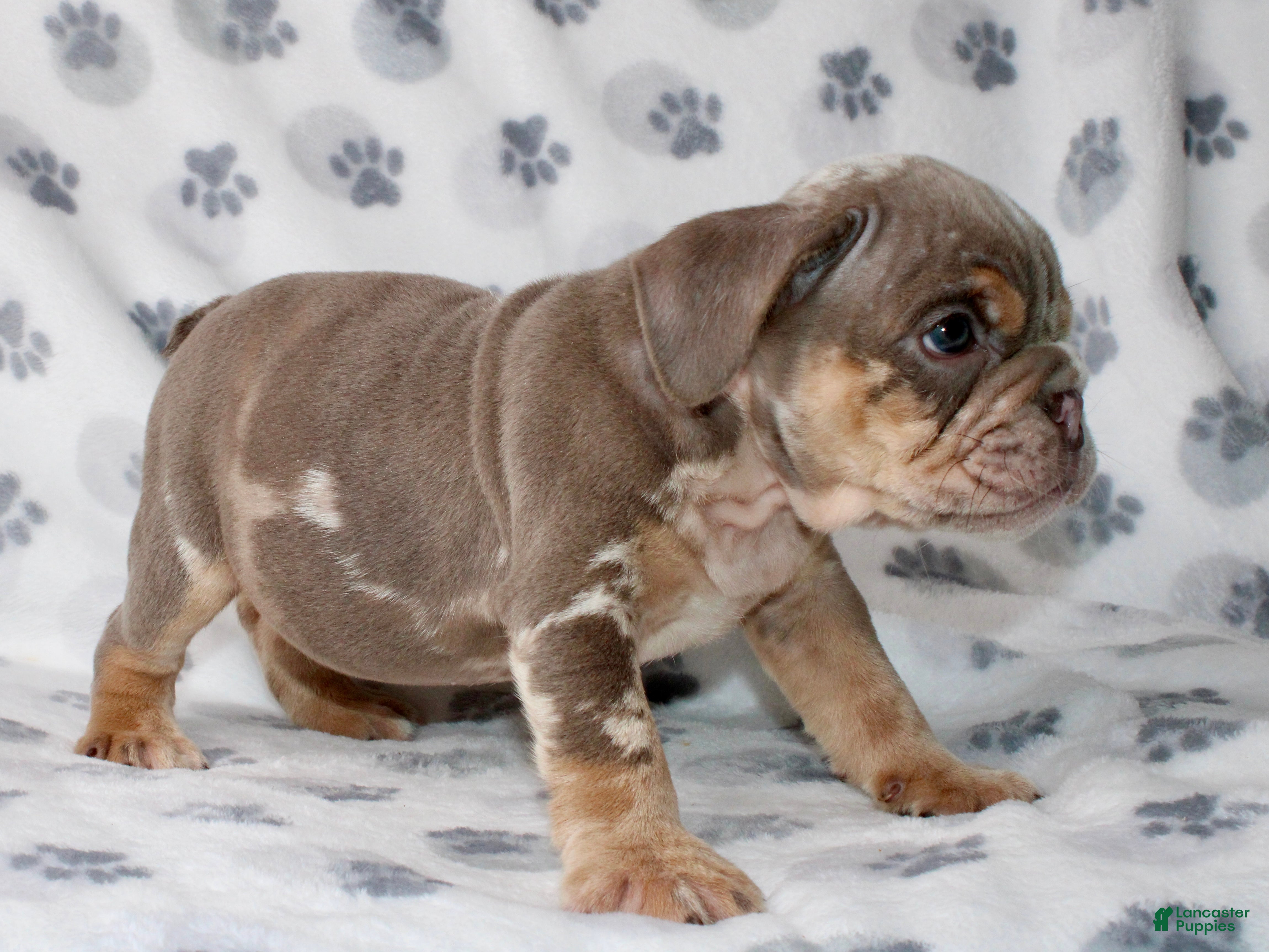 English Bulldog dogs Snoop - Ad 2