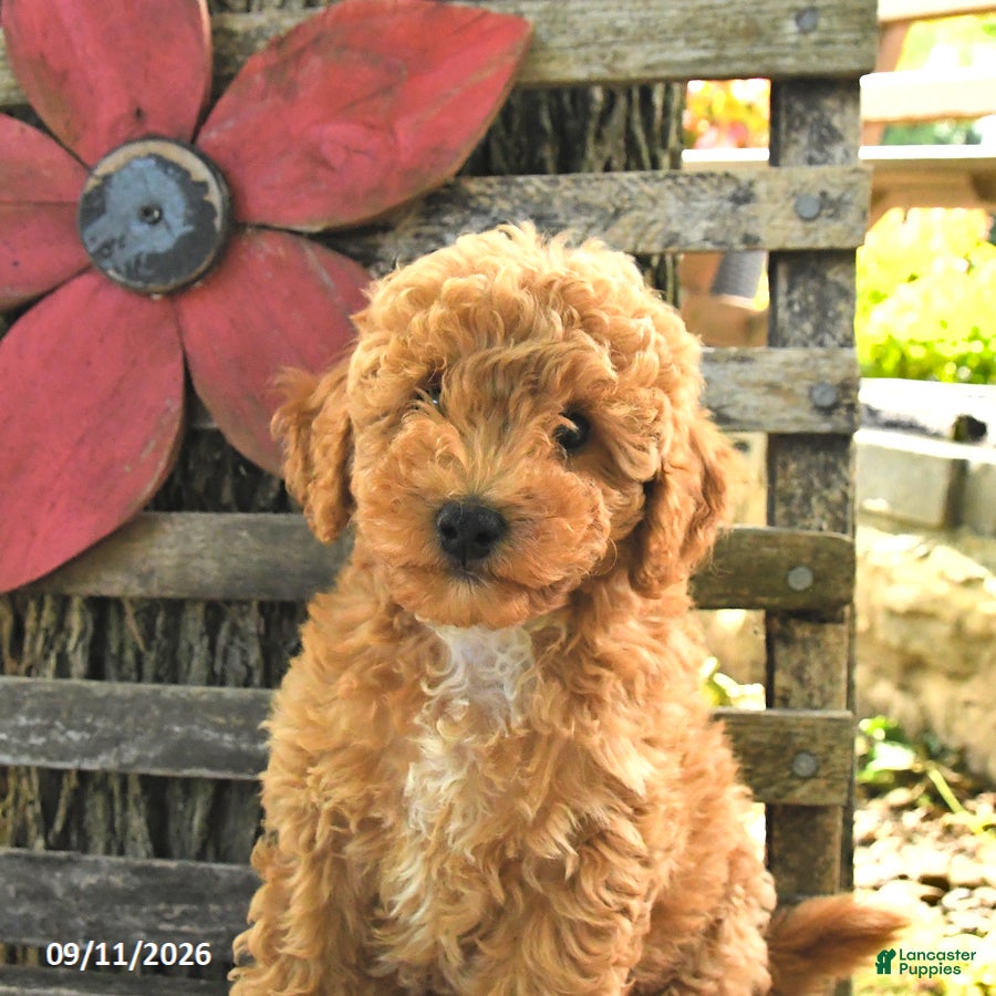 Havapoo dogs Tucker - Ad 2