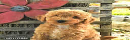 Havapoo dogs for sale: Tucker - Ad 2