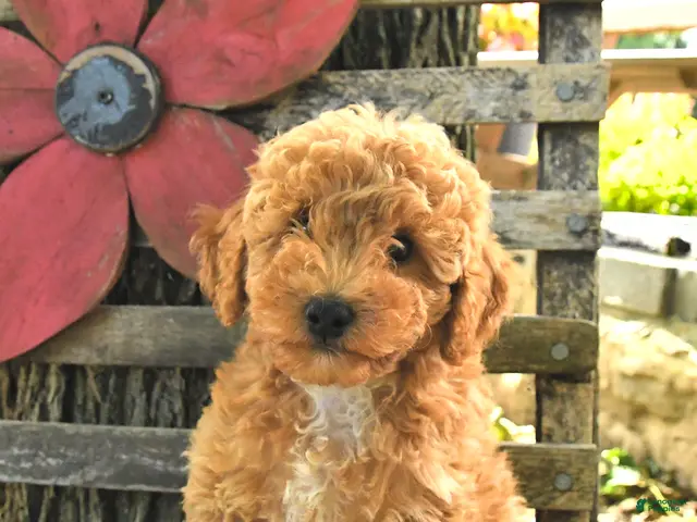 Havapoo dogs for sale: Tucker - Ad 2