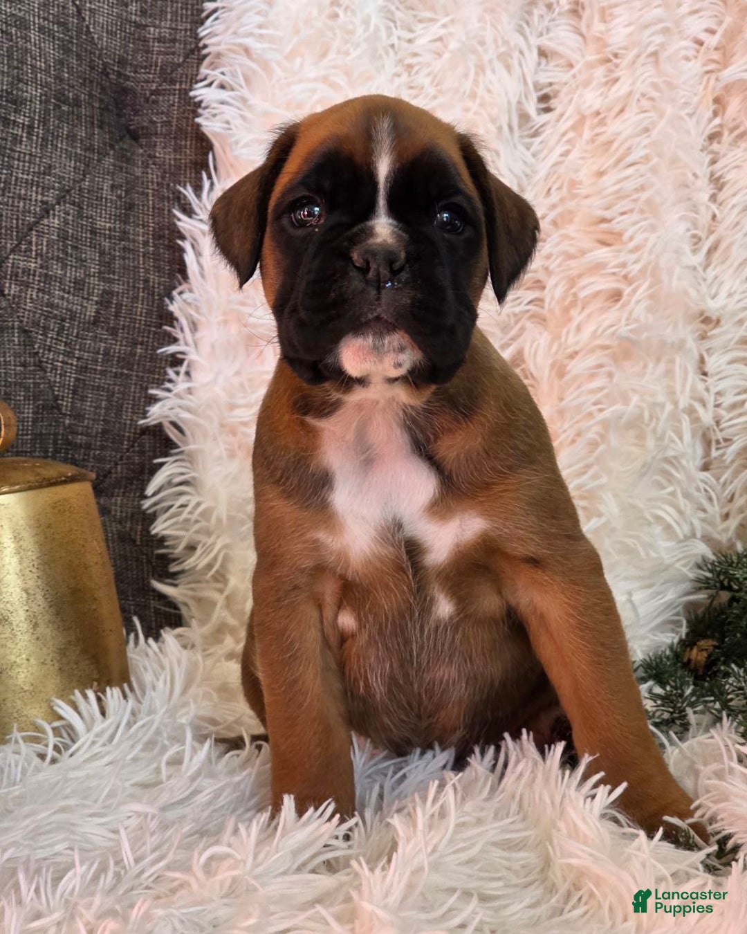 Boxer dogs for sale: Chelsea - Ad 7