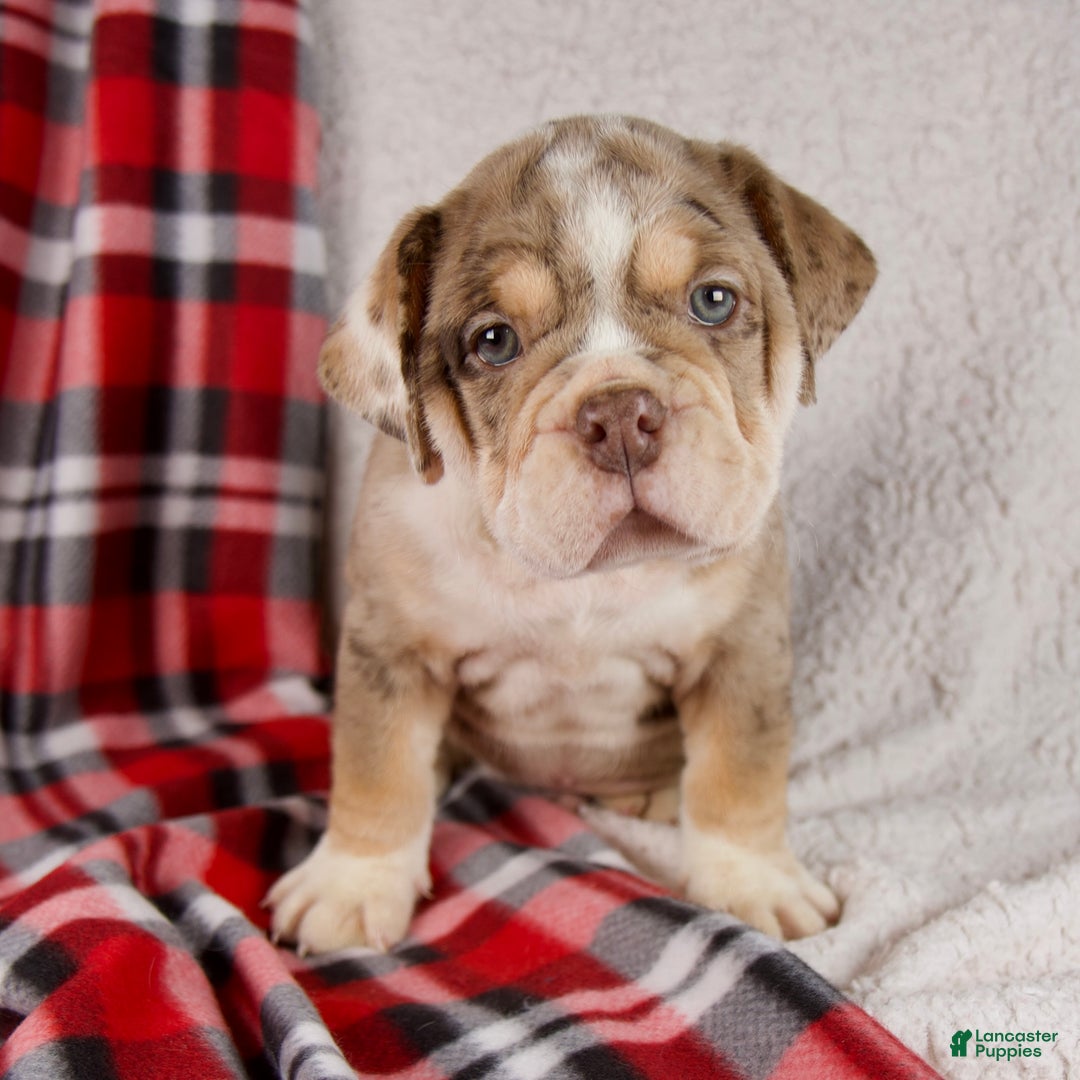 Mixed Breed dogs for sale: Hunter - Ad 7