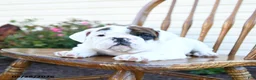 English Bulldog dogs for sale: Pickles - Ad 3