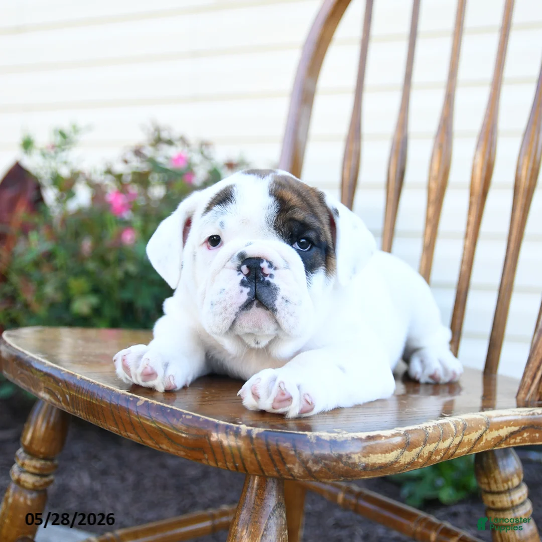 English Bulldog dogs for sale: Pickles - Ad 3