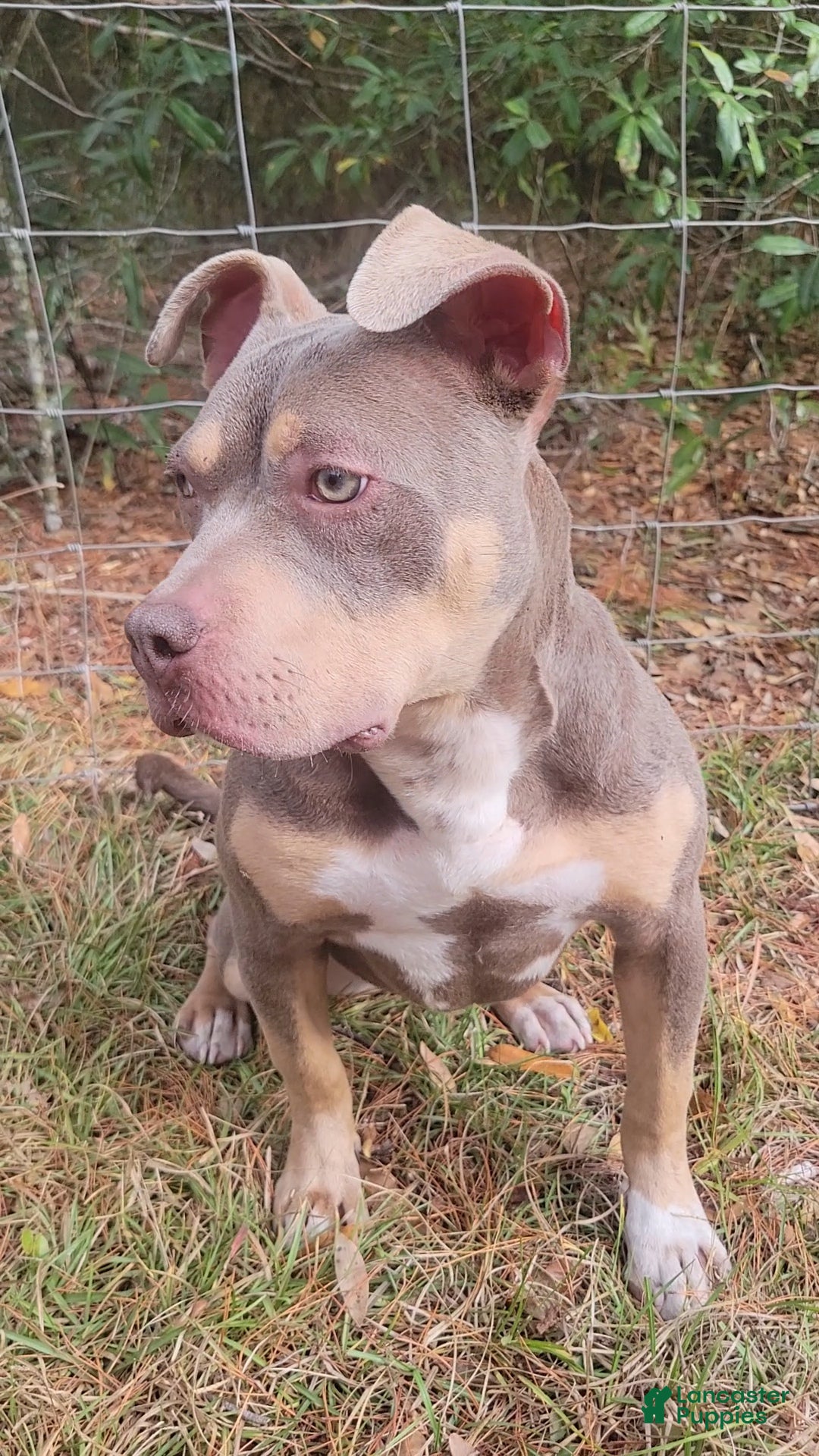 American Bully dogs Gal - Ad 2