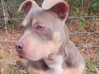 American Bully dogs Gal - Ad 13